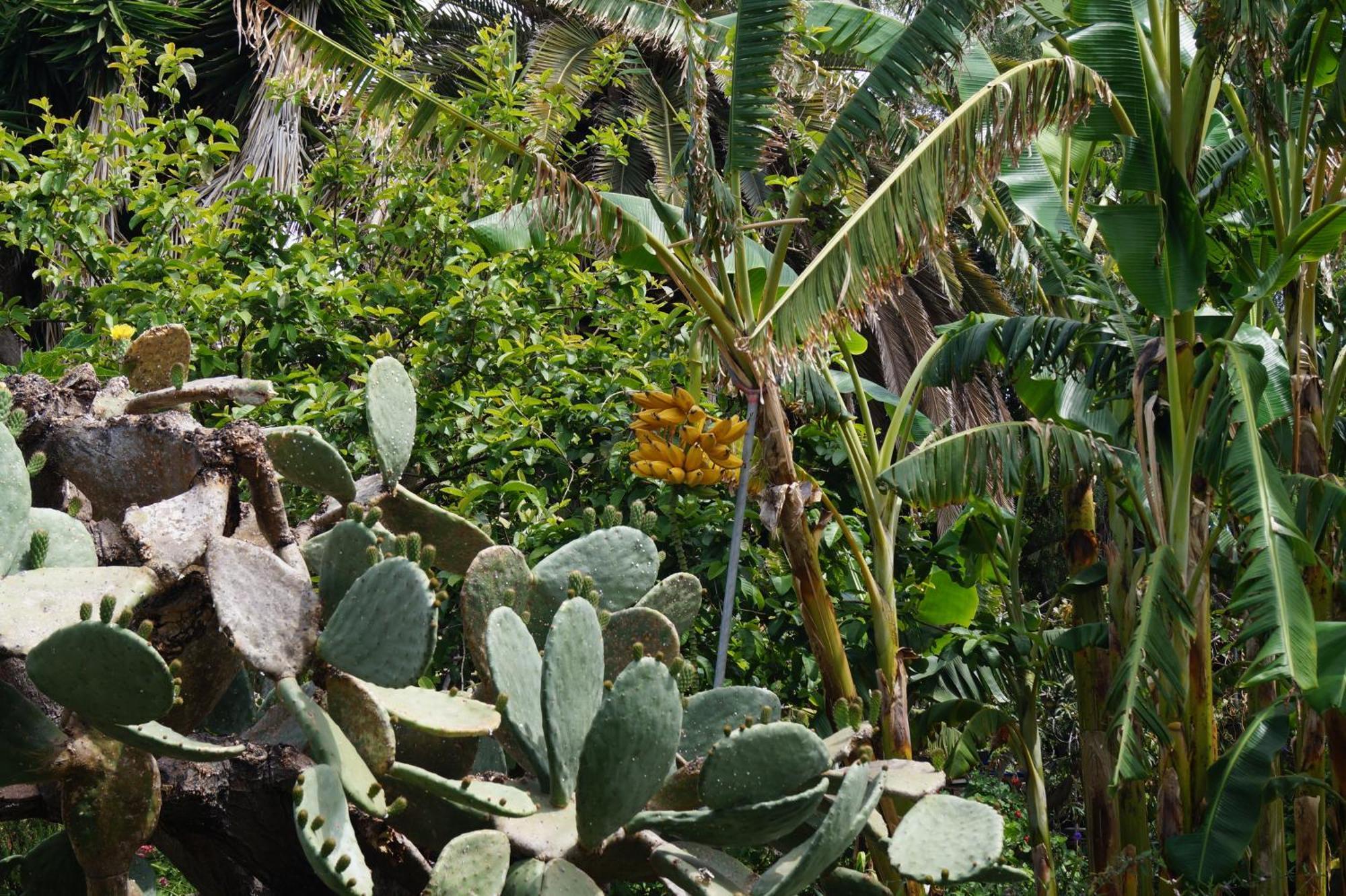 Willa La Casita Del Jardinero Los Llanos De Aridane Zewnętrze zdjęcie